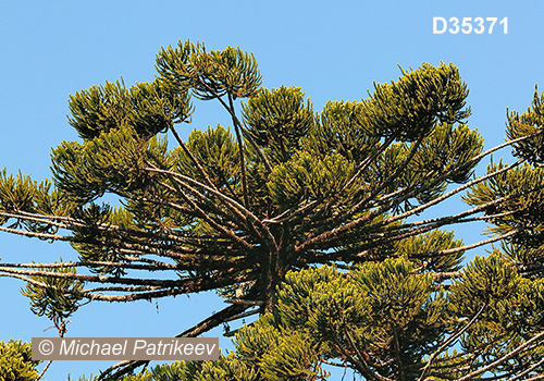 Candelabra Tree (Araucaria angustifolia)